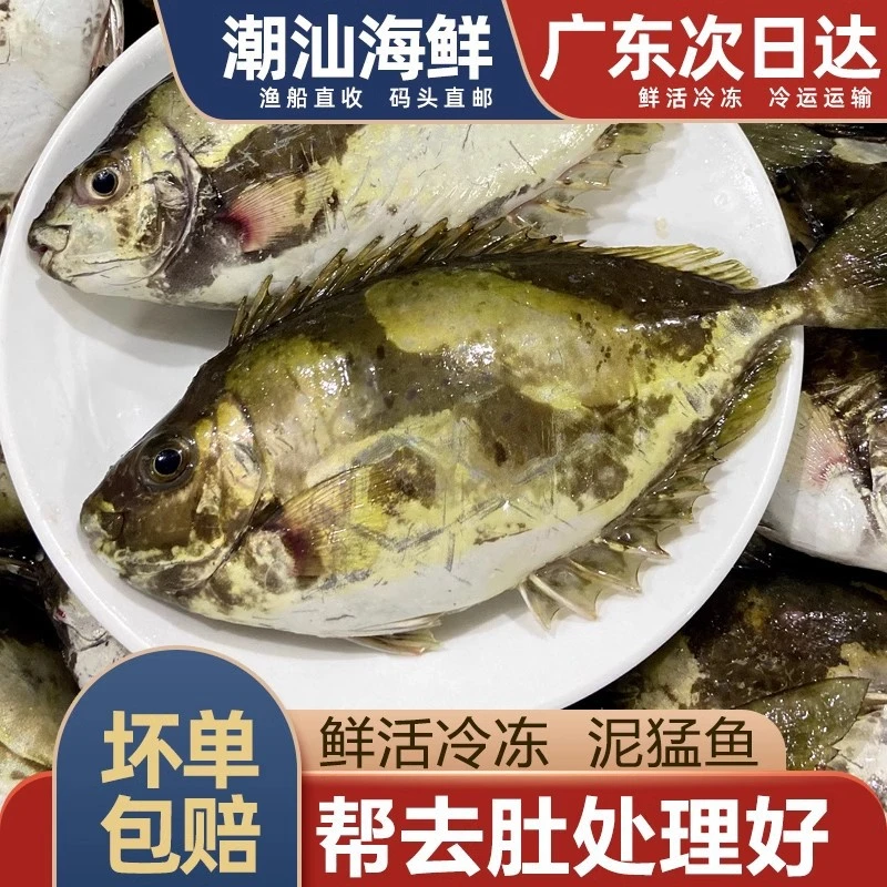 泥猛鱼/柠檬鱼  汕尾生鲜深海