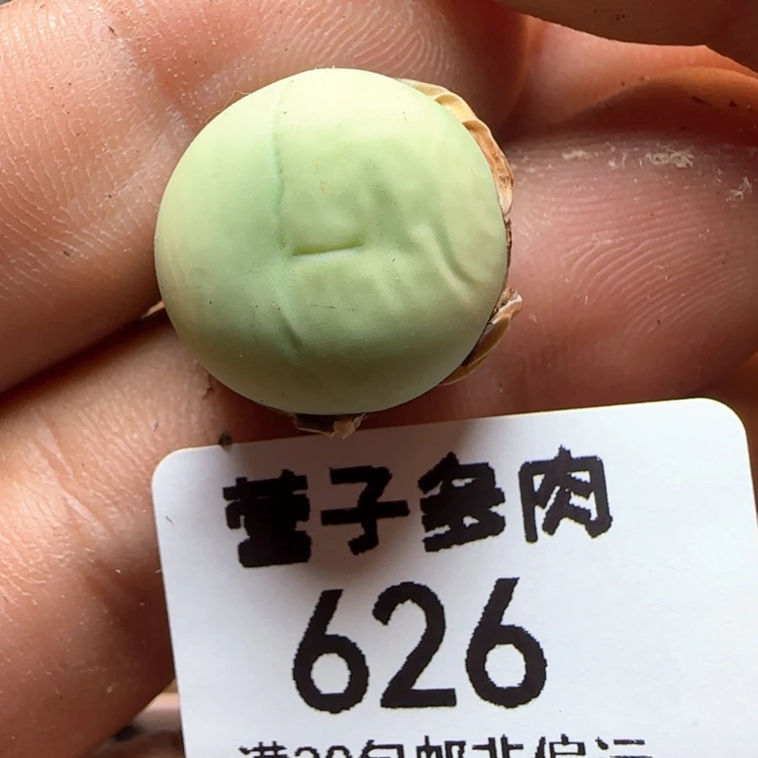 鸽子蛋脱土1.6。