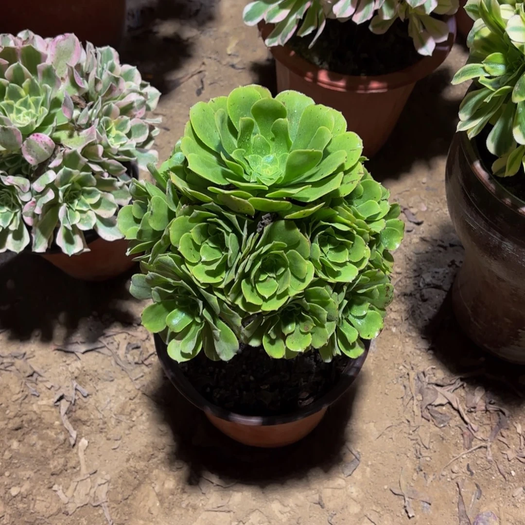 绿玫瑰手捧9.9多肉植物