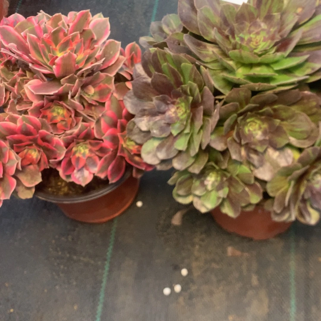 夏***天101两个多多肉植物