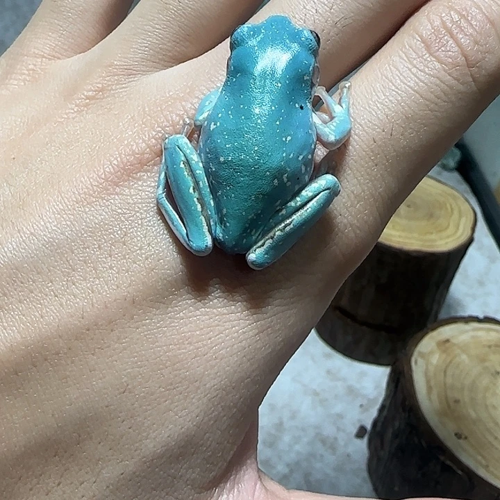 老爷树蛙9 魔鬼蓝微雪