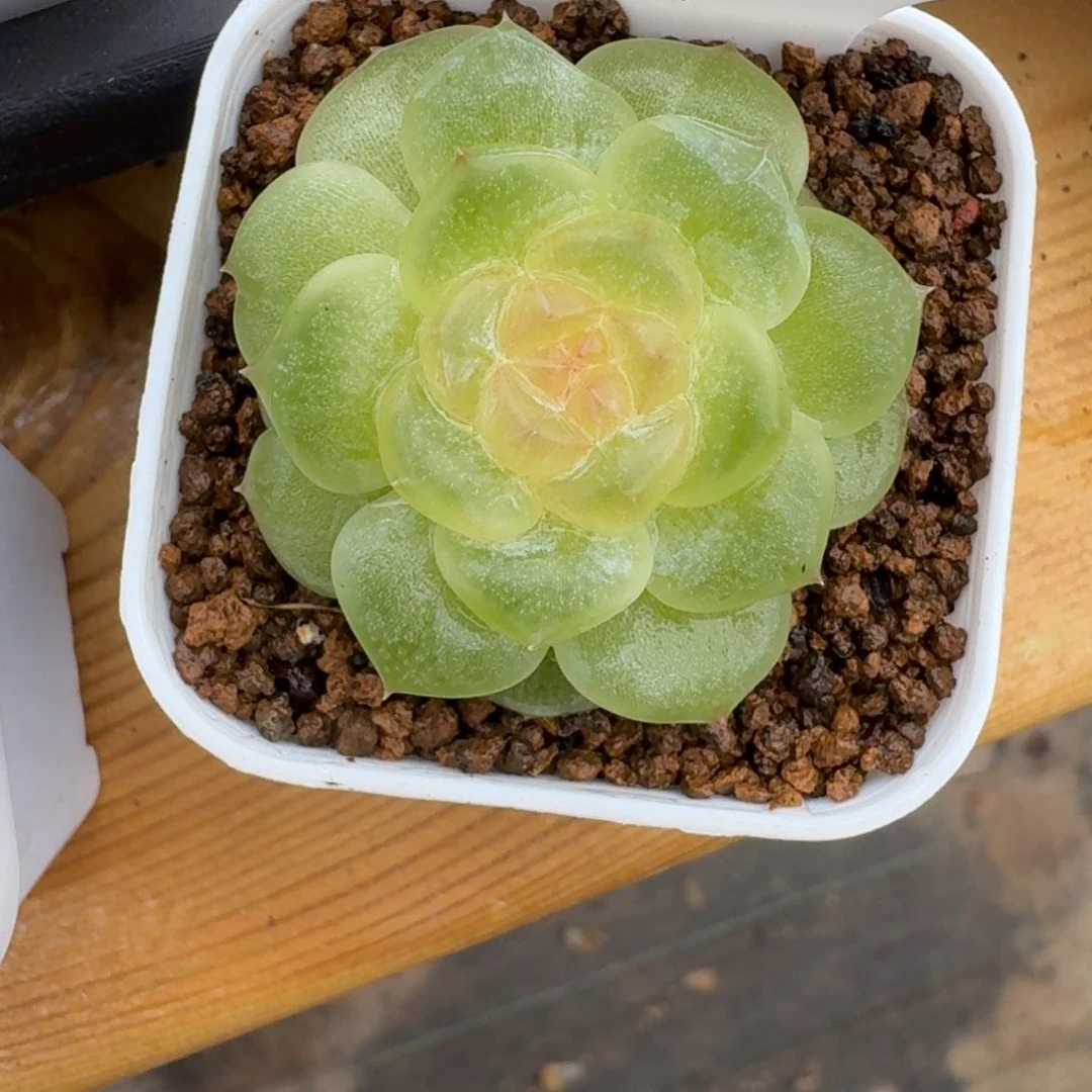 0922-54-老板单头一颗