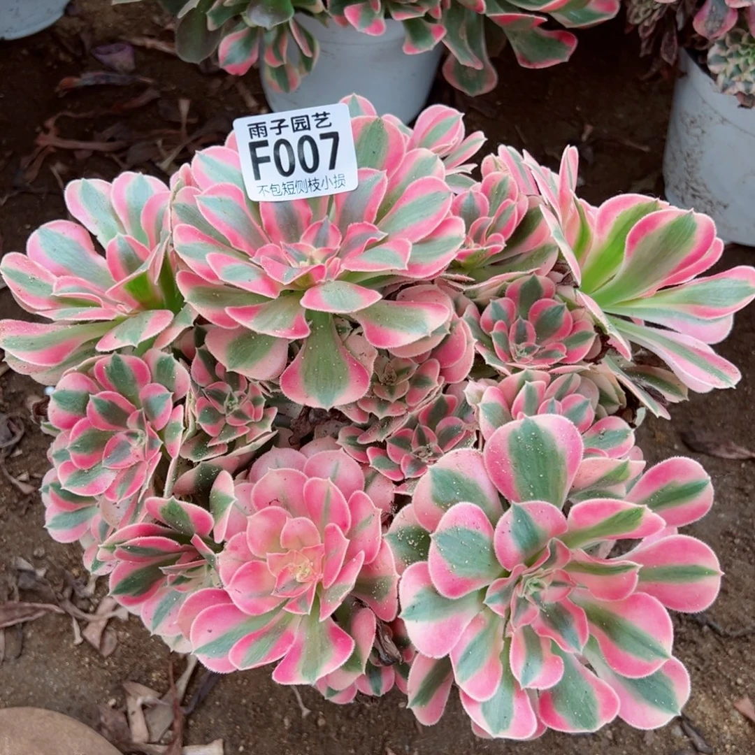 007粉女巫尺寸20左右