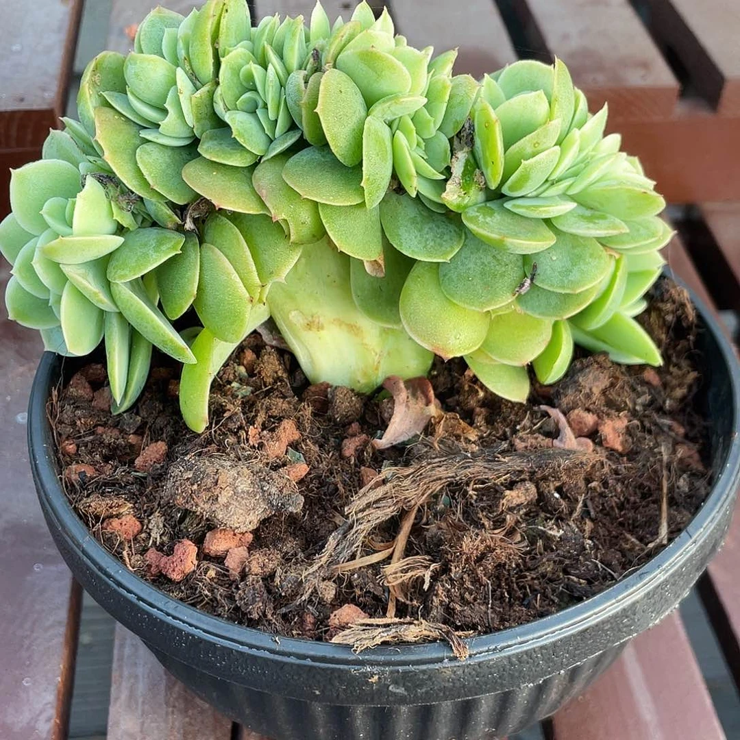 星纳塔缀化小树缀