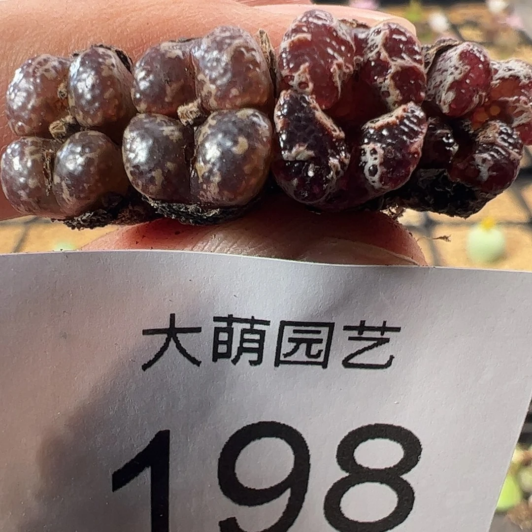 一物一拍。       198