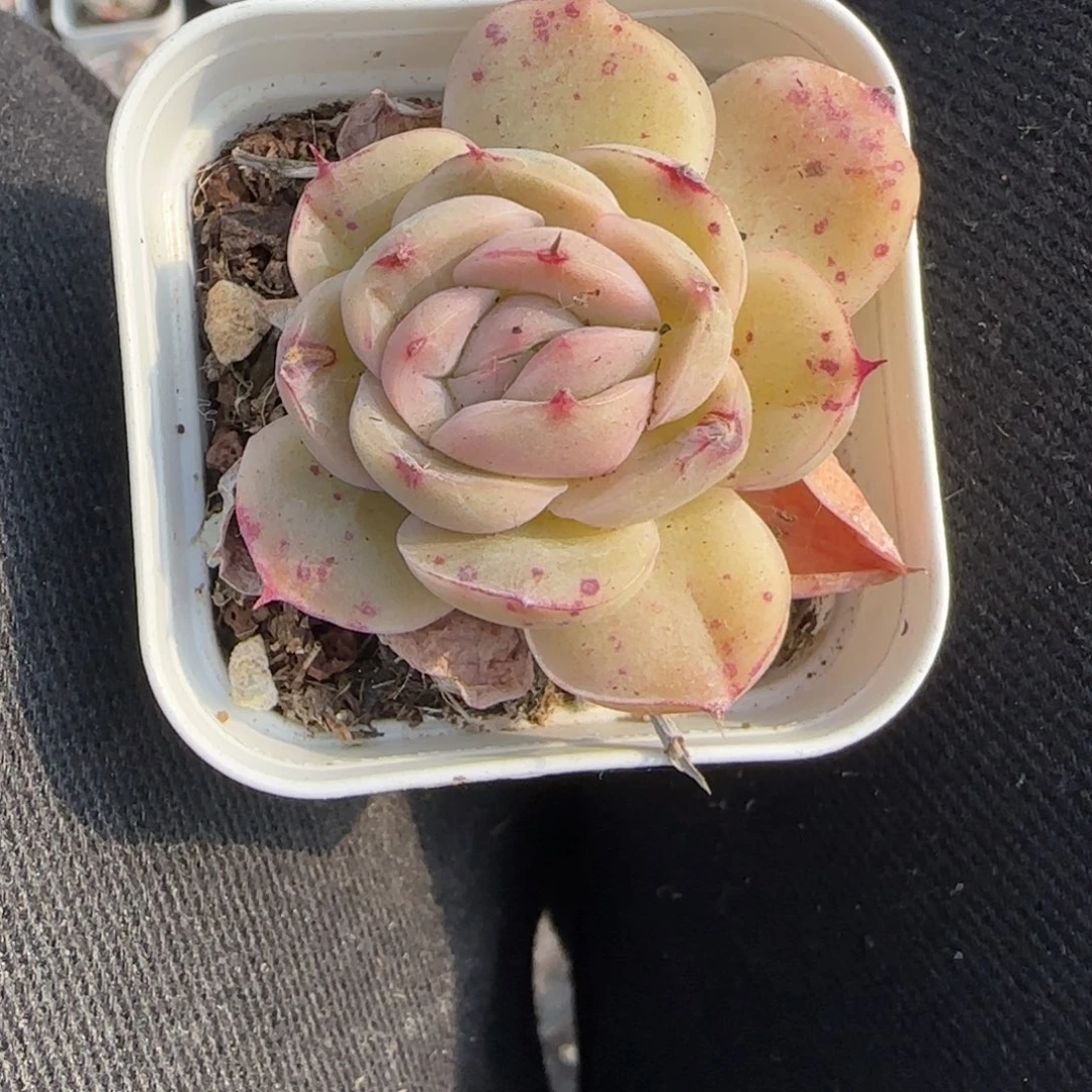 多肉小卡拉米糖心一物一拍