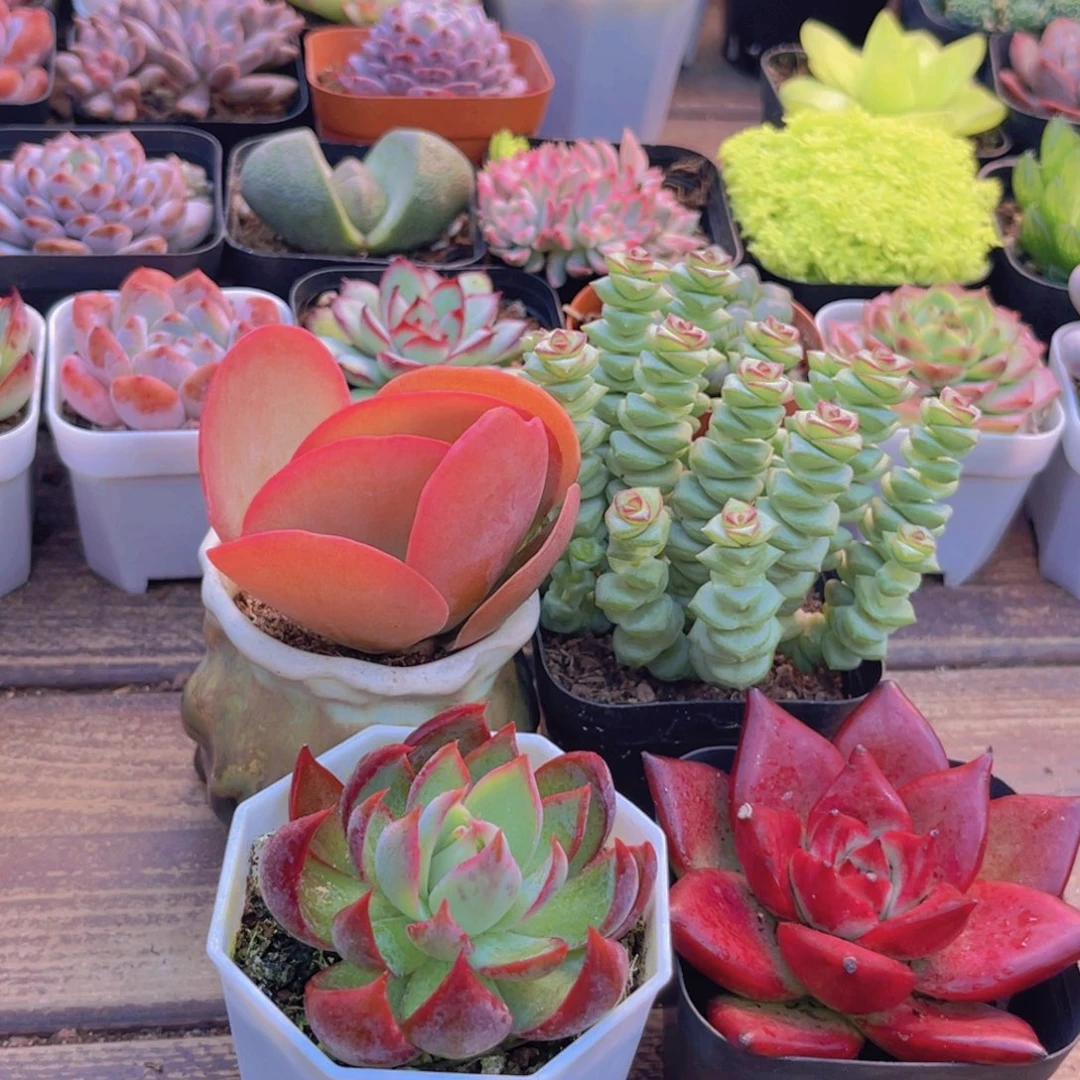 4盆套餐111112121222
