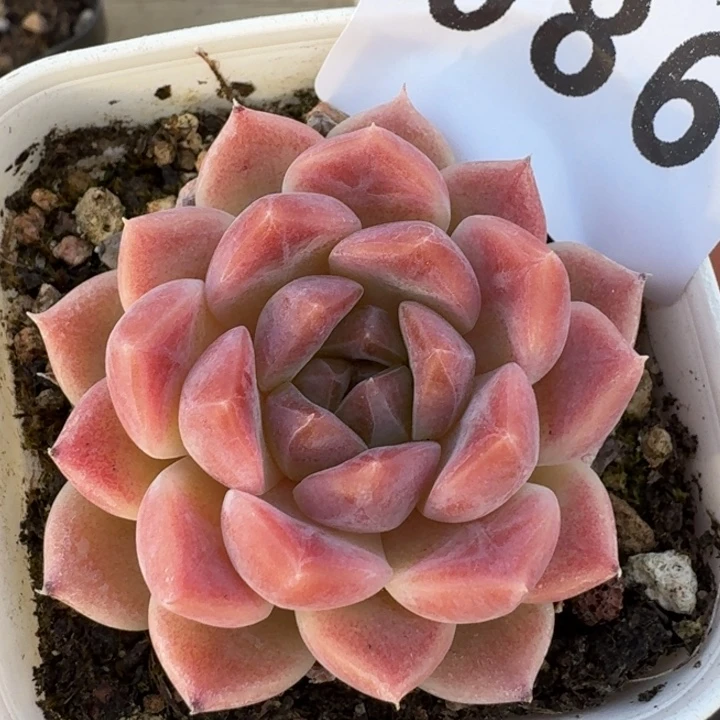 冰魄  开播福利多肉植物