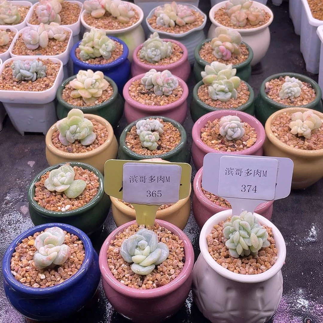 蓝**?滨哥多肉M365，374冰玉石化