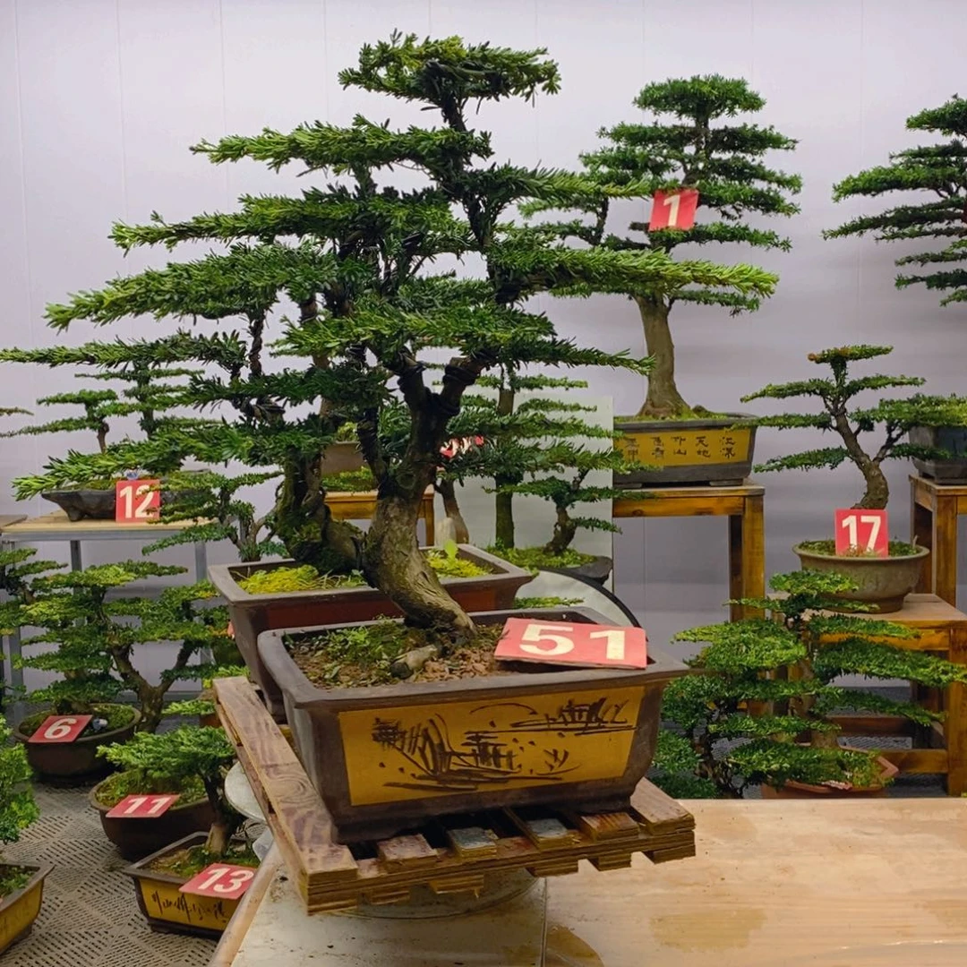 完全开放罗汉松盆景一对 含盆包邮