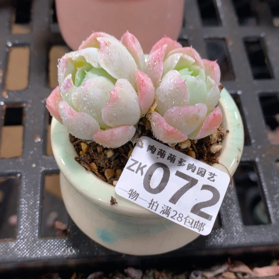 肉萌萌拇指盆精控多肉ZK072