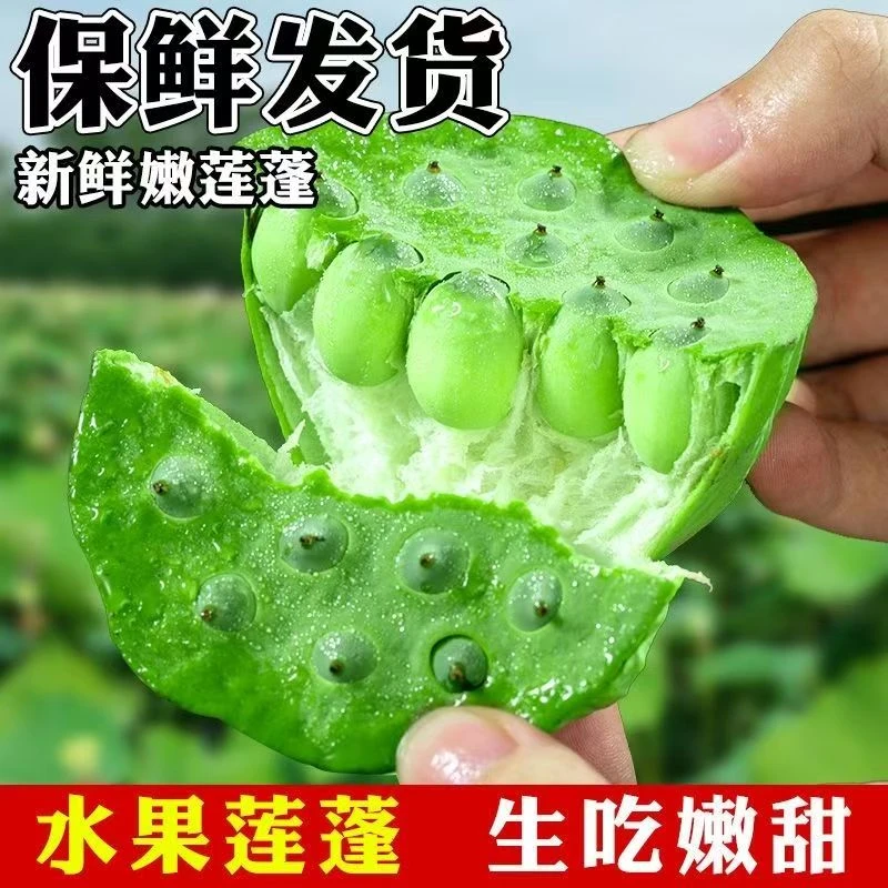 新鲜现摘湖南水果莲蓬6-8成熟生吃清脆熟吃粉糯应季水果