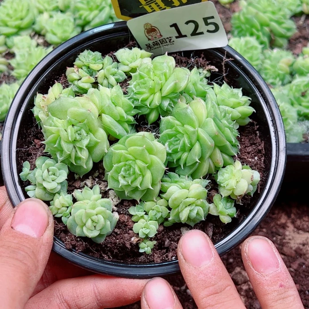 多肉植物多肉植物