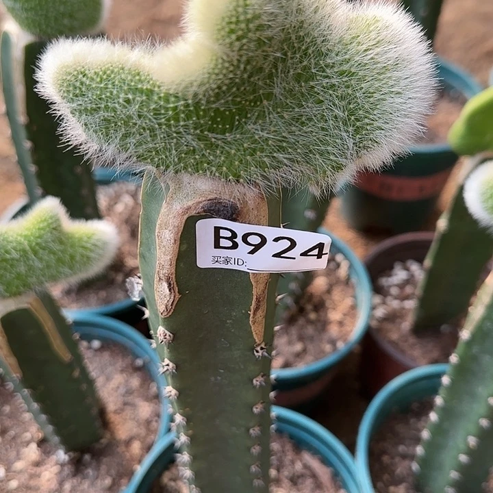 a****灵嫁接九尾狐缀化924