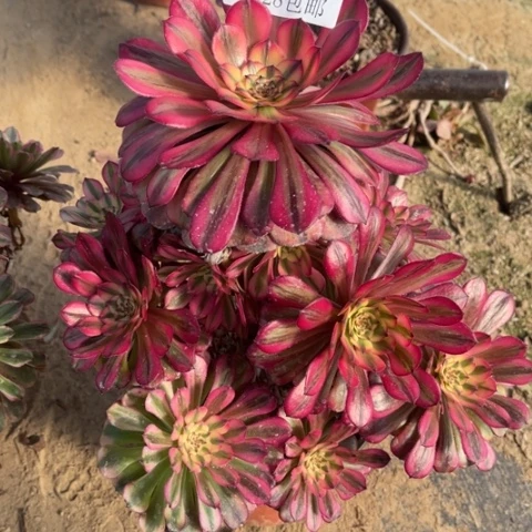 月蝉多肉多肉5055