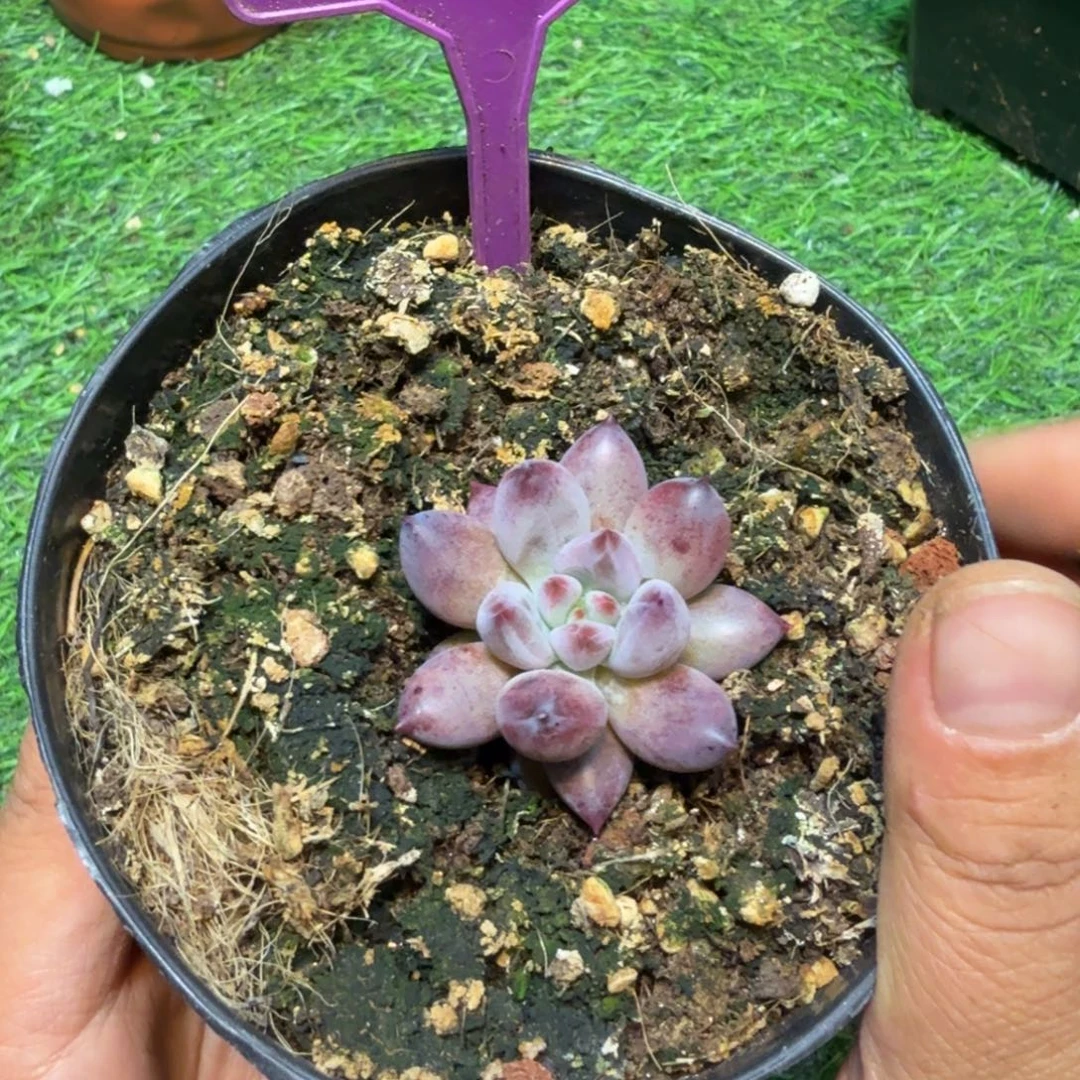 车厘子多肉植物780