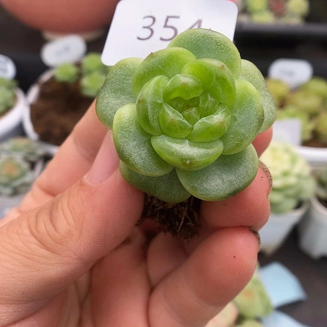 一物一拍一物一拍926-354