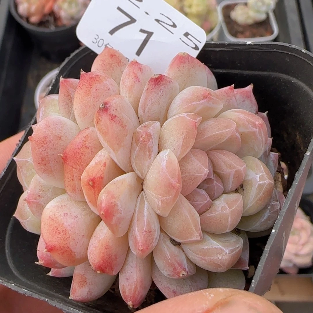 闪电纹白桃汽水双头