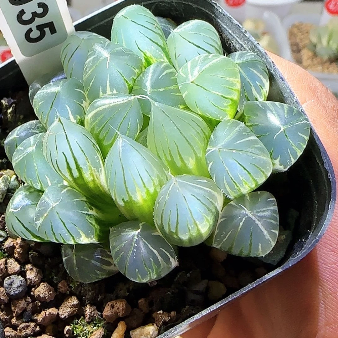 035霓虹灯老版 5.5 厘米左右一物一拍带盆发货