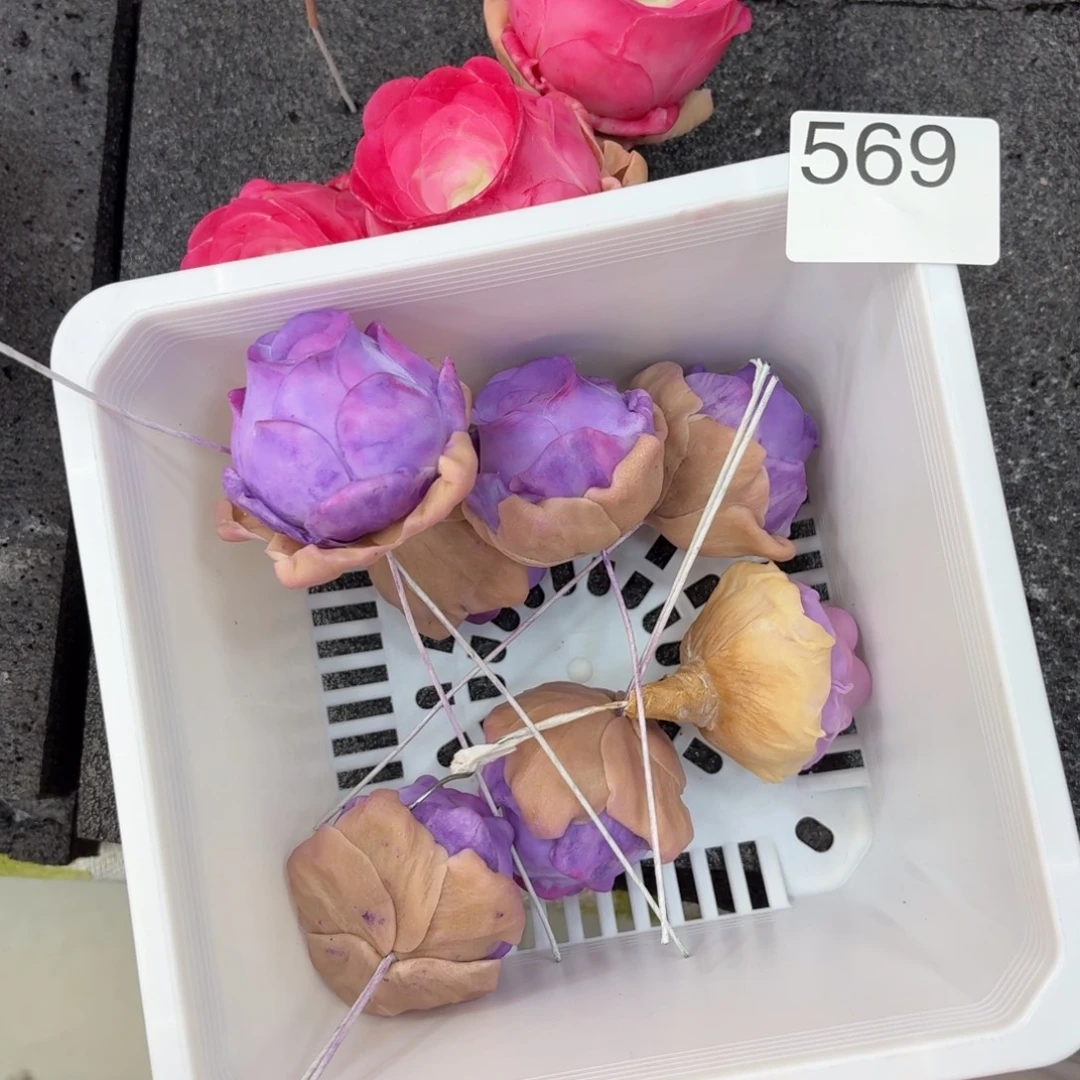树脂569号哦哦哦哦哦哦哦