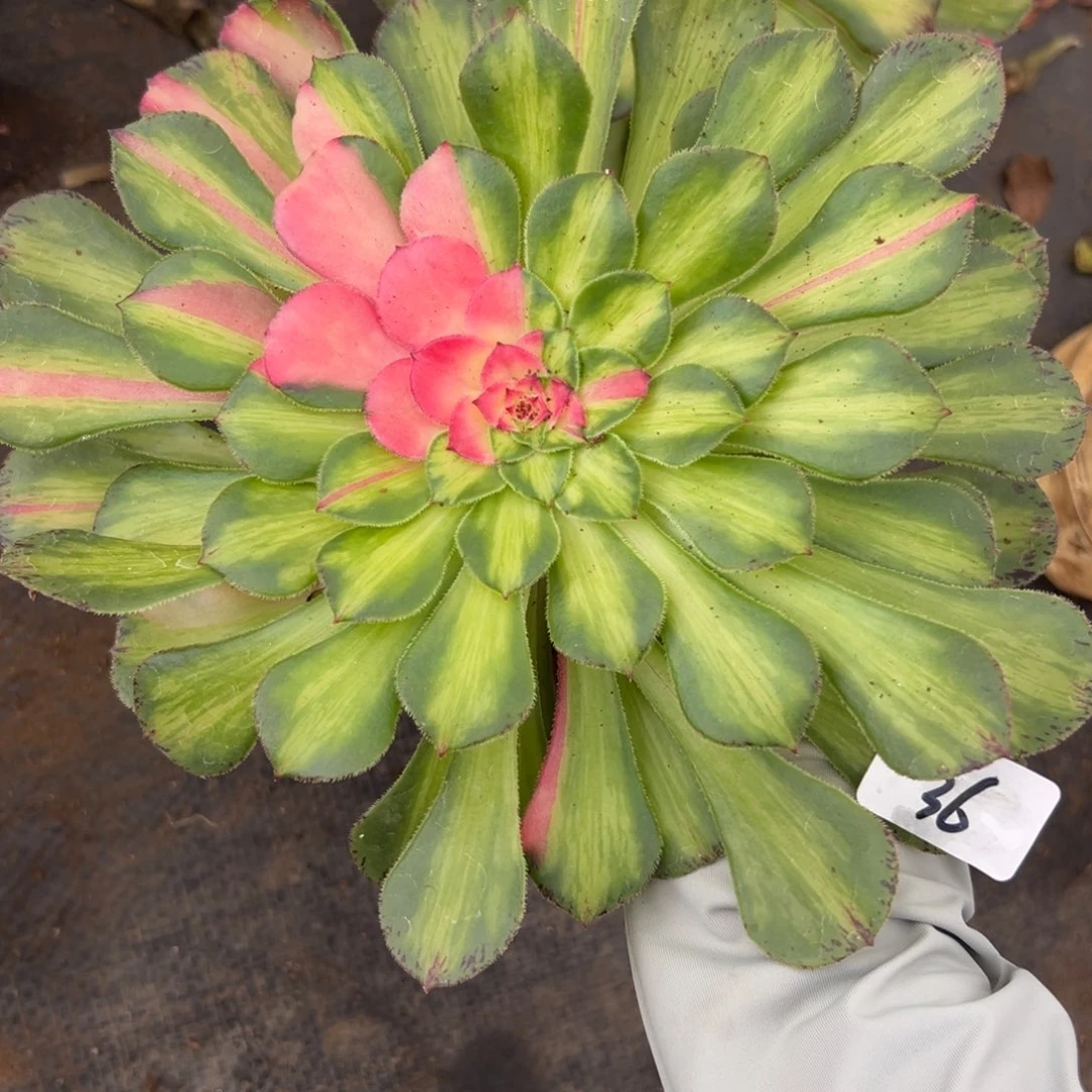 36知否多肉植物系