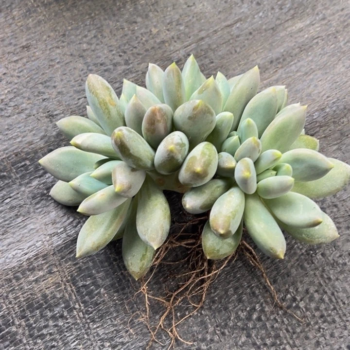 胖体哥特萝莉朵朵树缀