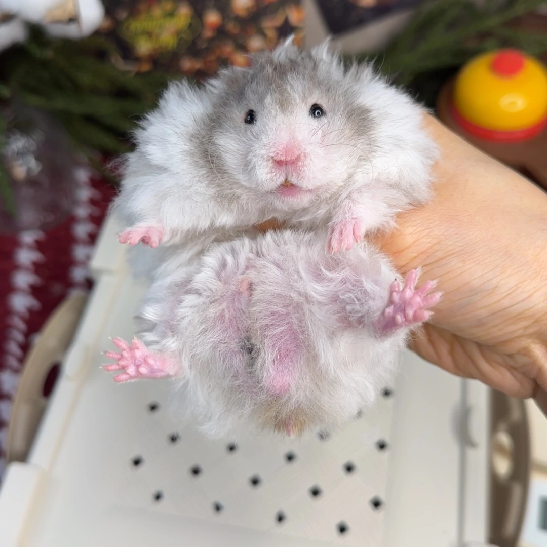 卷毛黑波弟弟8.26生日