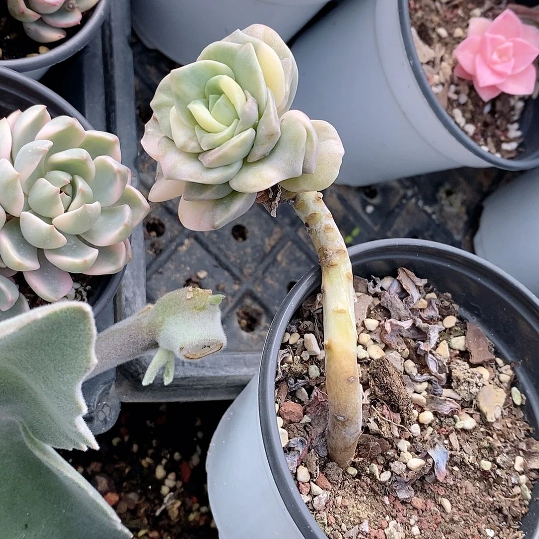可爱玫瑰锦多肉植物