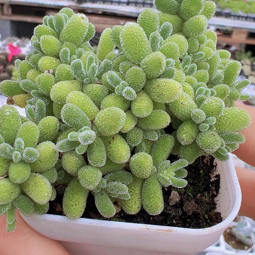 冰晶枝干19包邮多肉植物