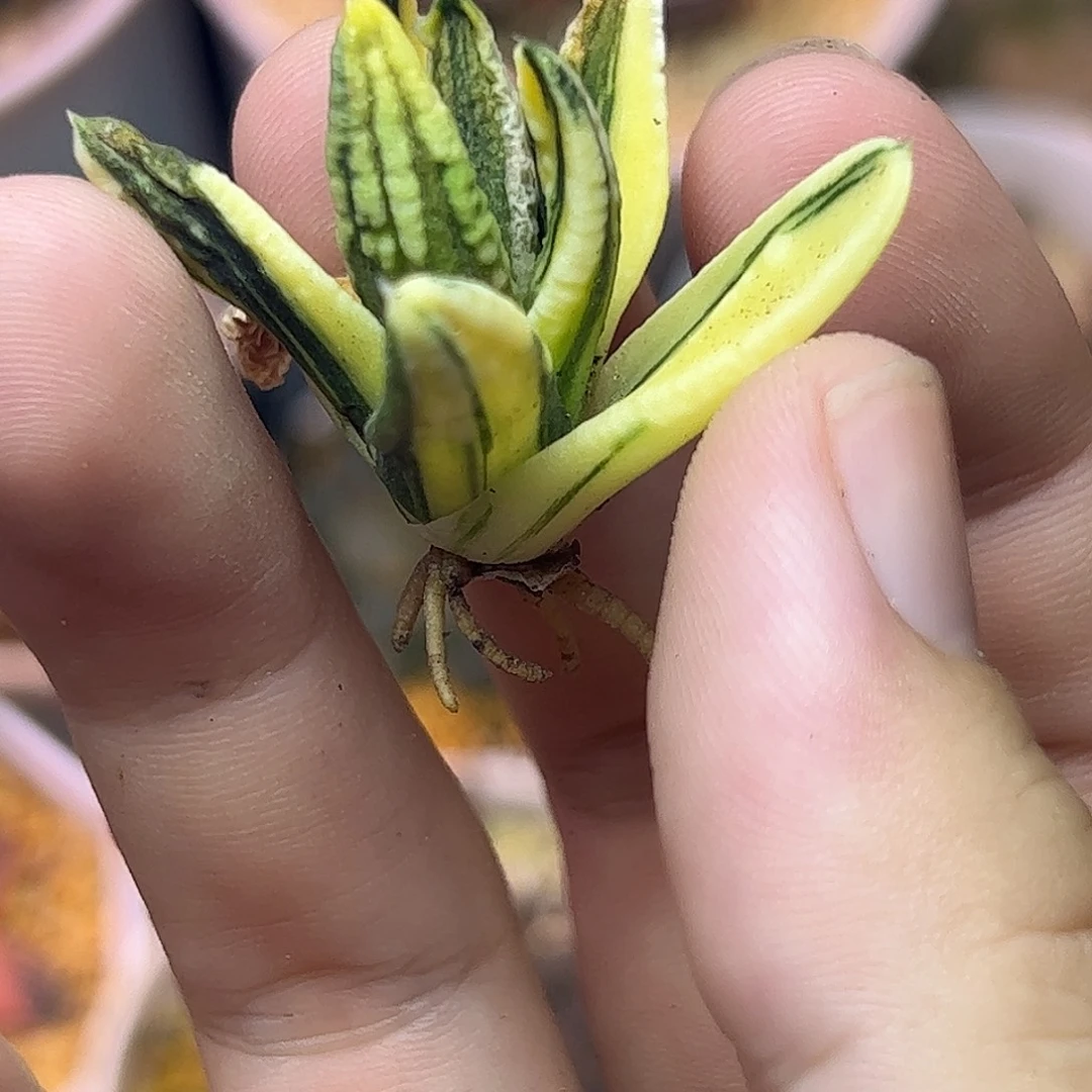 皇帝锦十二卷多肉植物满