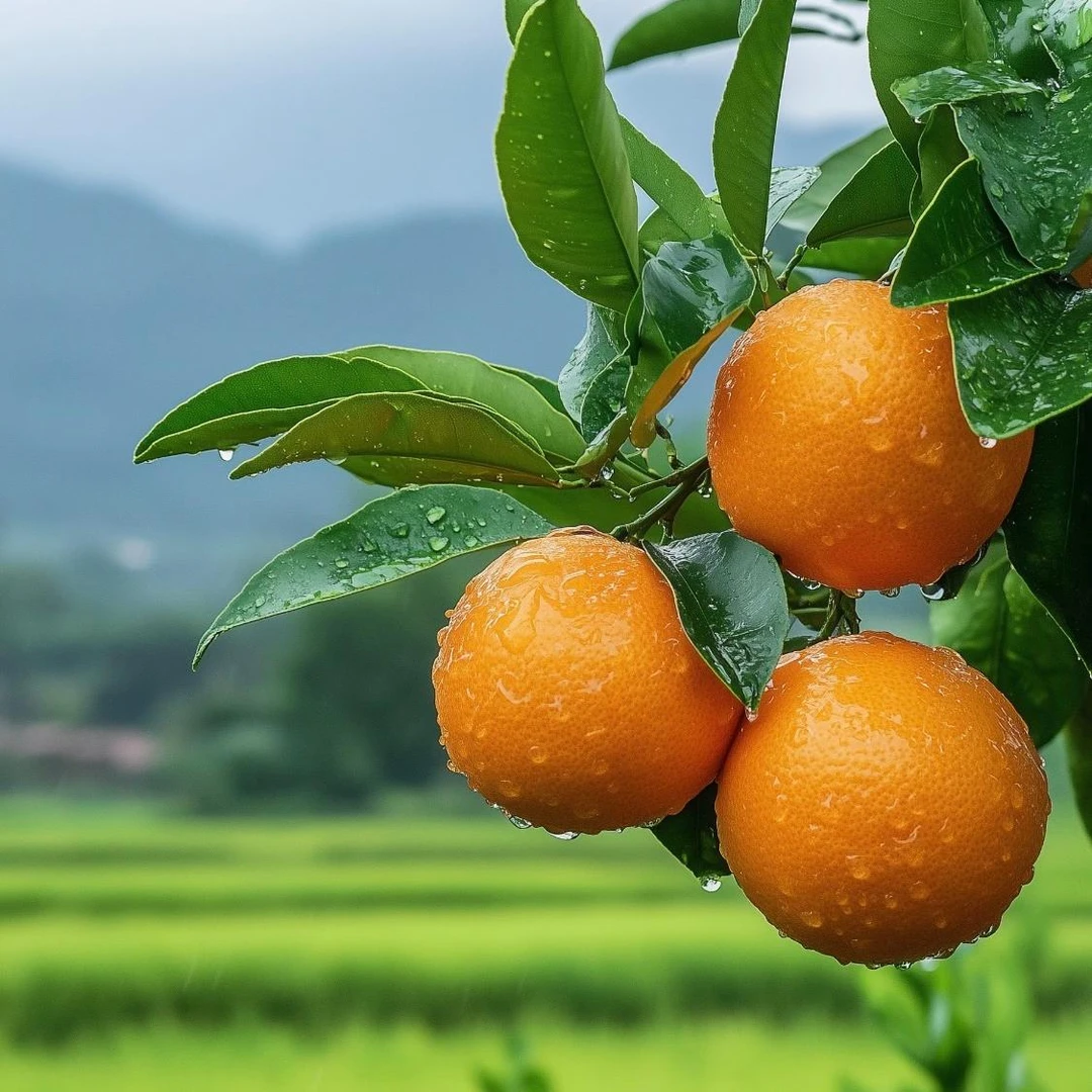 云南高山蜜橘皮薄多汁新鲜应季水果顺丰