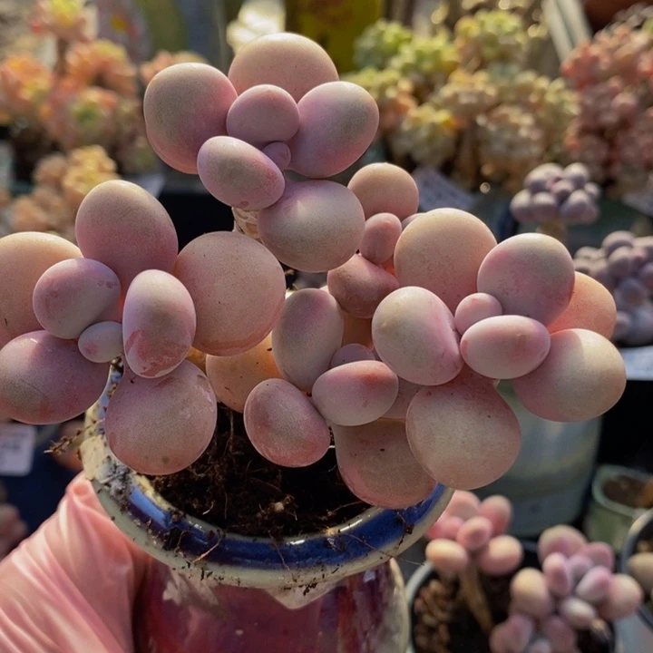 糖果桃蛋老桩014多肉植物