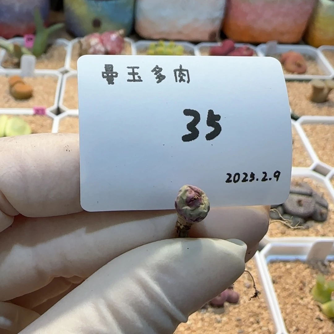一**椒多肉多肉多肉2.9-035