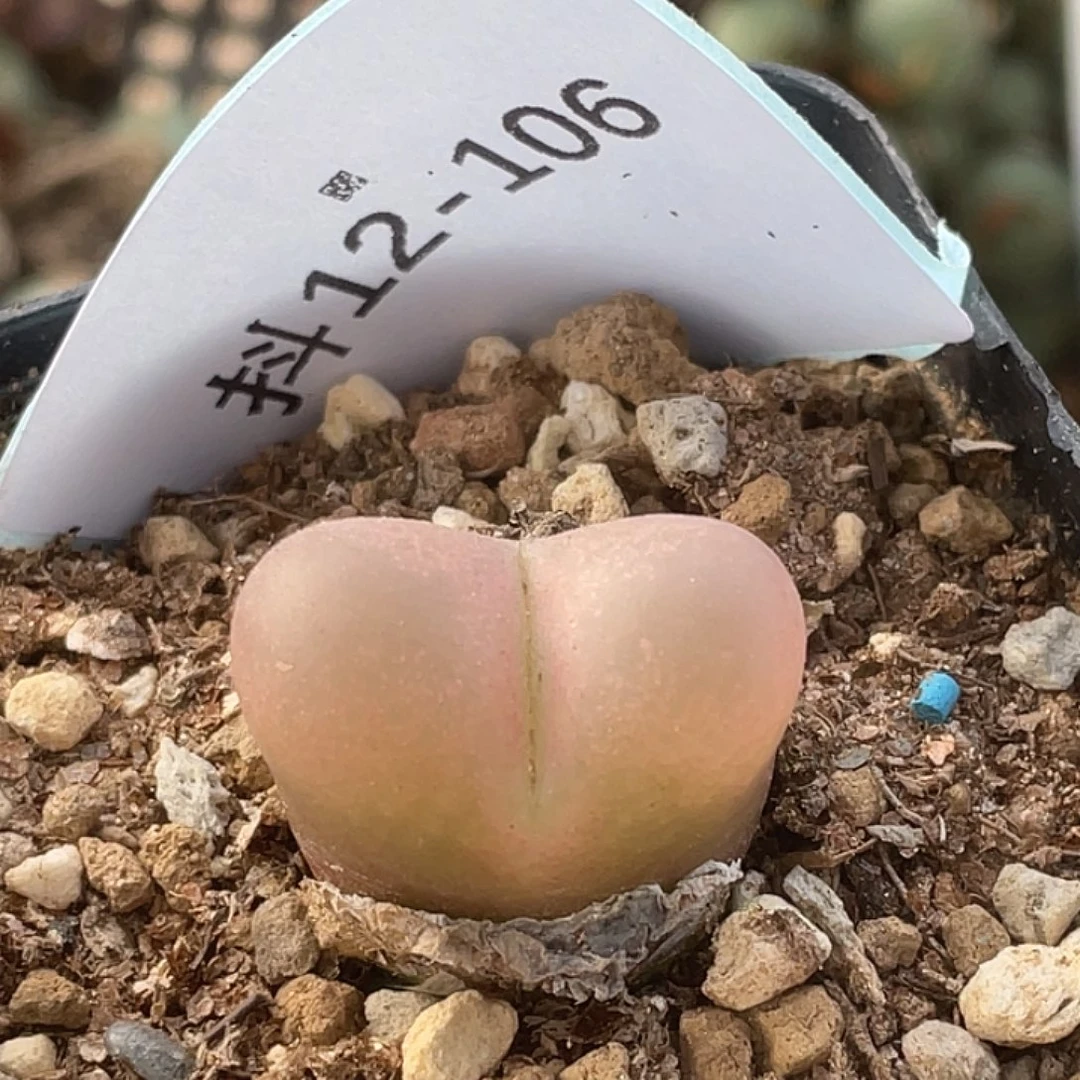 12-106毛毛多肉植物