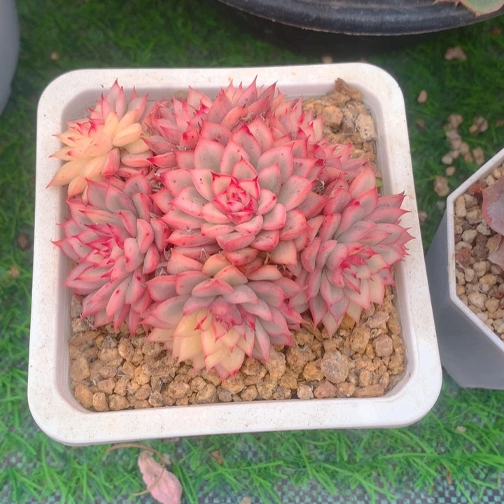 白*多肉乐园精品女雏锦