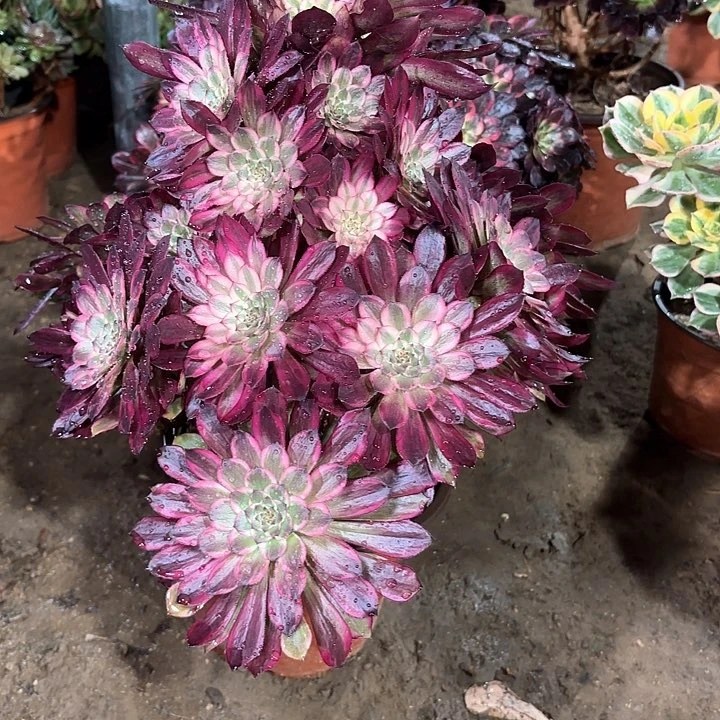 多肉植物法师雪姬偏头73