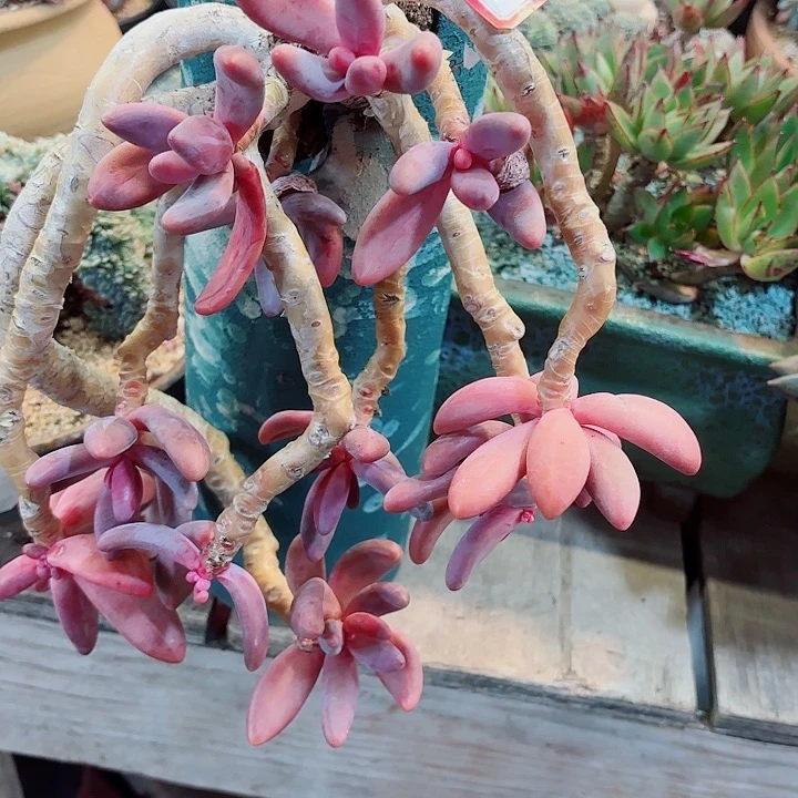 红手指老桩精品多肉一物一拍22哈