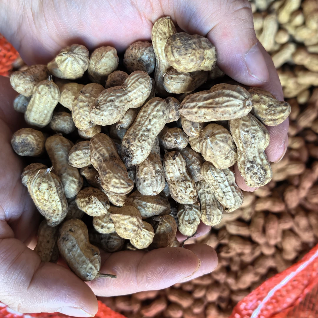 25年新鲜四川宜宾粉皮花生带壳泥巴花生新鲜小籽花生农家菜