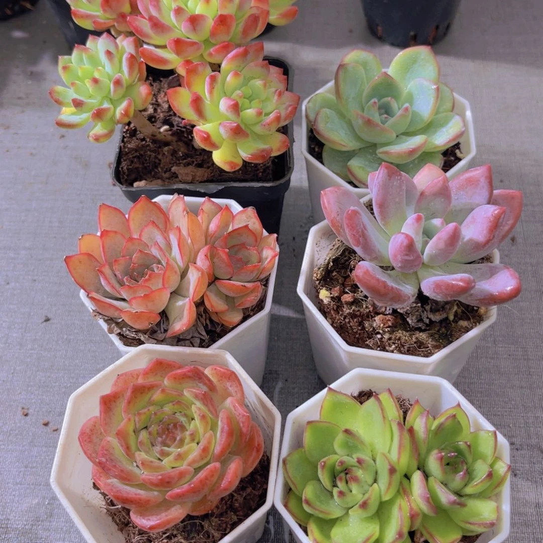 蓝苹果 泡芙。菲娜娜。奥普。粉恋。月亮石