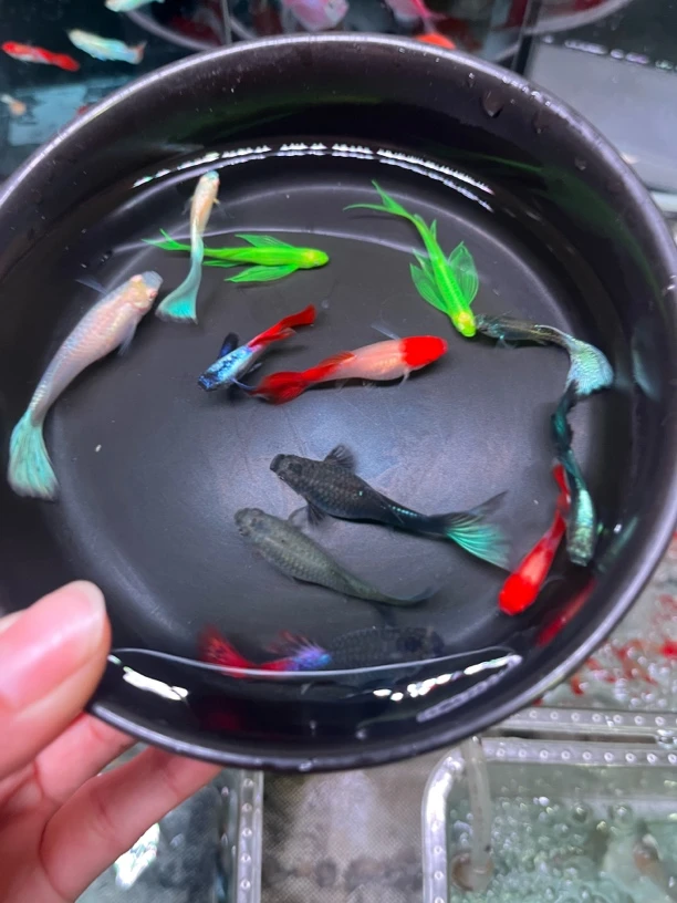 精品全家福种鱼蓝礼服天空蓝红头金属蓝草白金象耳翡翠蝶翼