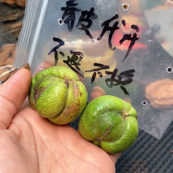 宫灯蛇头42 41。。。