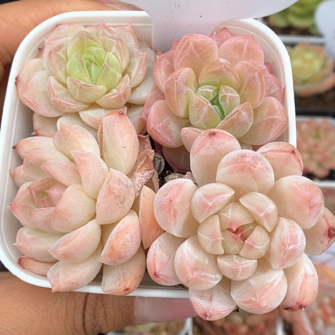 糖心珍妮组合330号。