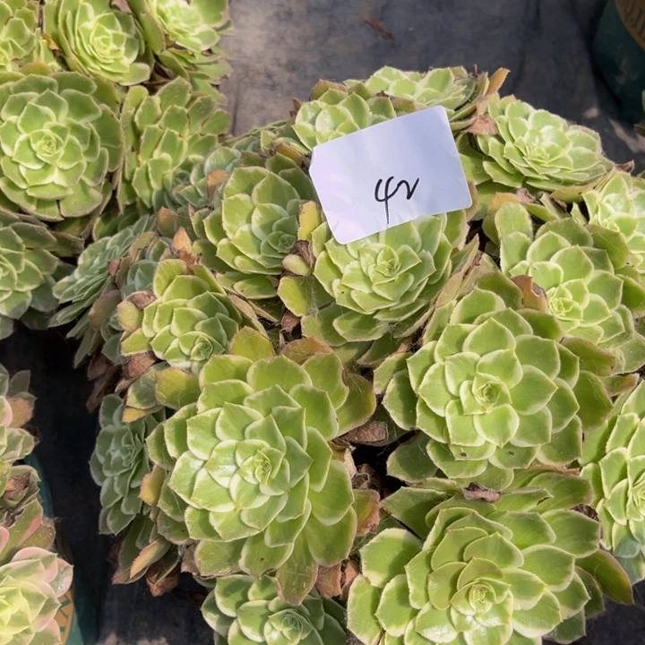 张***柔42111111111111111