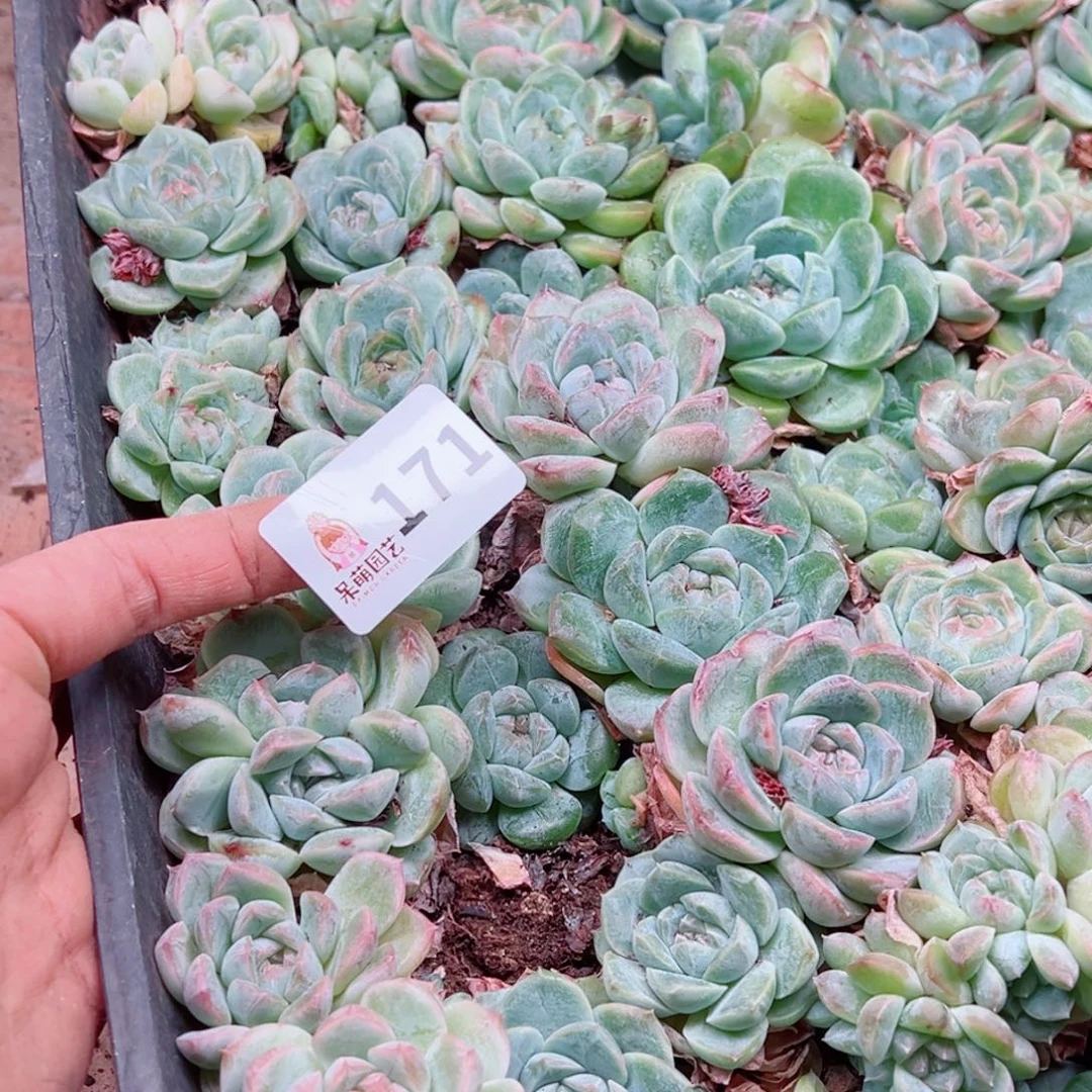 会***水多肉植物多肉植物
