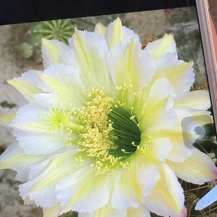 鸿鹄侧芽5公分毛花柱仙人球