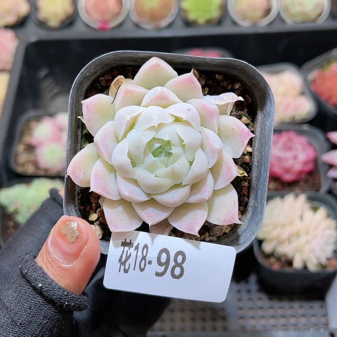 花18-98白月影单头