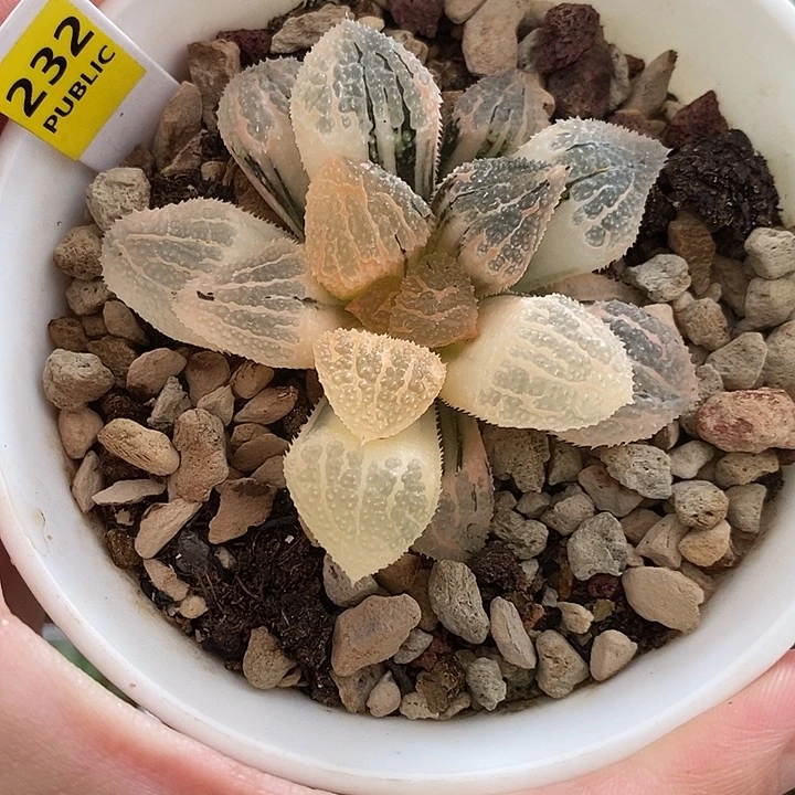 232湖斑具味城寿锦一物一拍