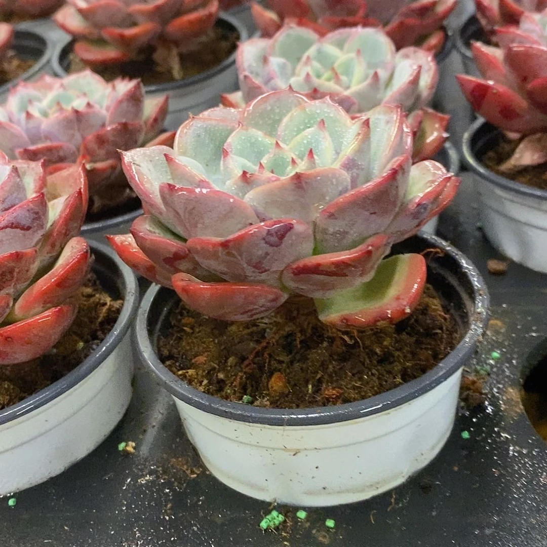 28。三文鱼。福利多多