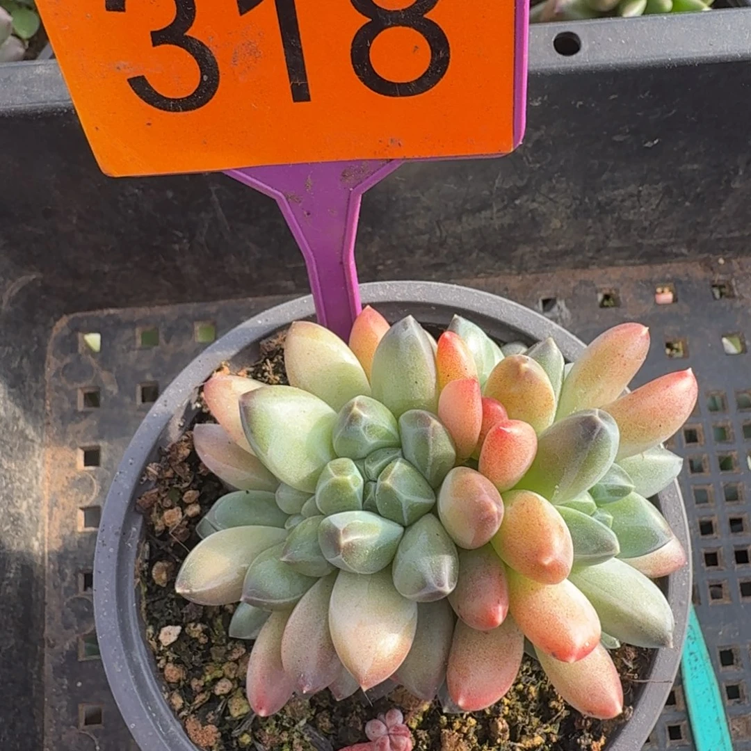 彩翼美人一物一拍318