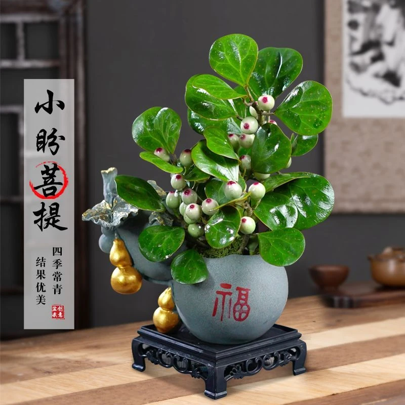 小盼菩提绿植盆栽带果子盆景菩提树陶瓷花盆中式禅意桌面摆件好养